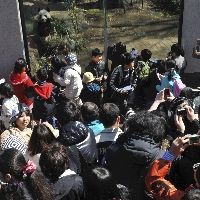 1일 공개된 판다를 보기 위해 몰려든 대지진 쓰나미 피해자들. ▲출처=요미우리신문