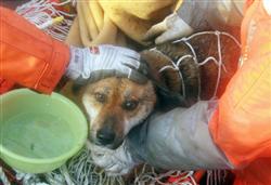 미야기현 센누마시 혼요시마치의 앞바다 약1.8km 해상에서 기적적으로 구조된 개. ▲출처=산케이