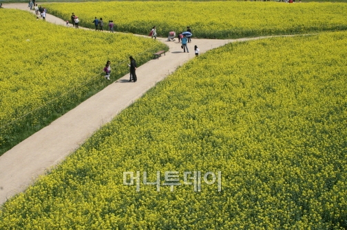 ▲나주 영산강 유채밭