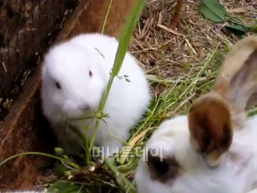 일본 '귀 없는 토끼' 등장…방사능 공포 계속 - 머니투데이