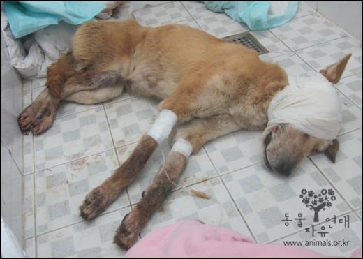 학대당한 뒤 치료를 받고 있는 황구의 모습 ⓒ사진 동물자유연대