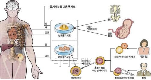 ↑ 자료:식약청