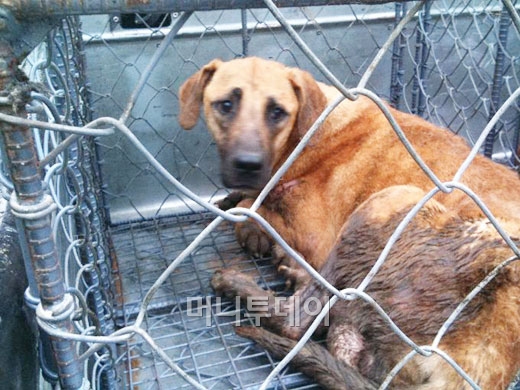 대한육견협회 영농조합법인과 경기 성남 모란시장 소가축상인회가 '개고기 축제' 개최 계획을 밝혀 동물사랑실천협회가 반대 서명에 나섰다. (사진=동물사랑실천협회 제공)