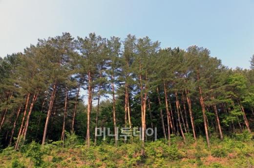 망양정에서 바라본 동해바다