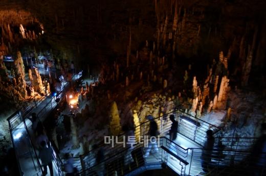 추라우미수족관의 최고 인기스타 고래상어.