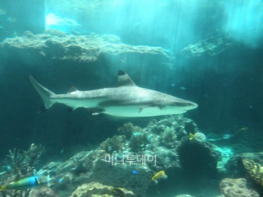 오키나와 특산물인 나고 파인애플 농장. 한국어 안내방송이 나오는 카트를 타고 농장을 한 바퀴 도는데 약 10분 정도가 소요된다.