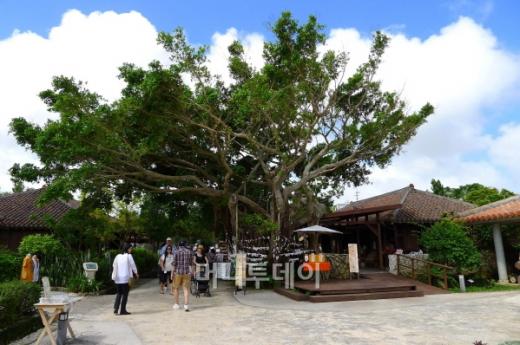 오키나와월드의 '에이사'군무.