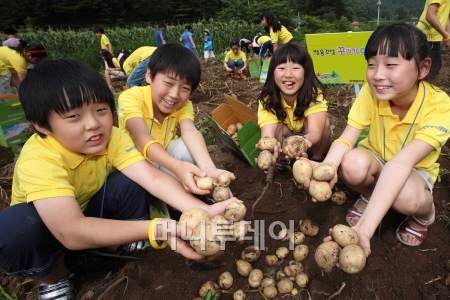 ↑쌍용건설 임직원 자녀들이 지난 21일 평창 휘닉스파크에서 열린 '꾸러기 여름캠프'에 참가해 감자 수확체험을 하고 있다. ⓒ쌍용건설 제공