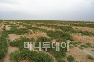 감봉이 자라면서 2500만평의 거대한 차깐도르 사막은 점차 푸른 초원으로 바뀌고 있다.