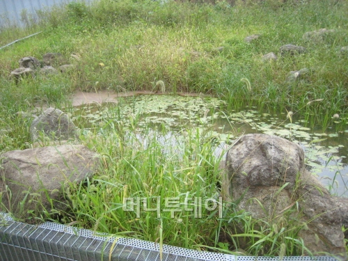 ↑은평뉴타운 폭포동 힐스테이트 안에 조성된 맹꽁이 서식지
