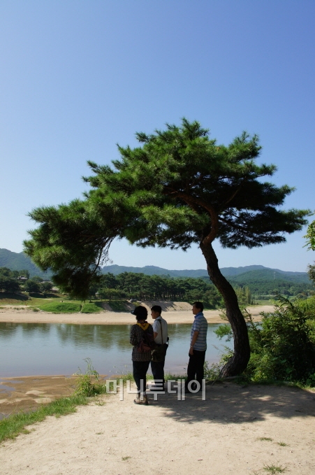 옥연정사 앞 소나무 그늘. 건너편 솔숲이 만송정이다.