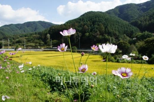 양평에서 횡성·평창으로 구불구불 이어지는 6번 국도는 오랜 삶의 이력을 비축하고 있다. 산은 녹색 병풍이 되고 들녘은 황금빛 융단이 되는 이 가을에 특히 아름답다.