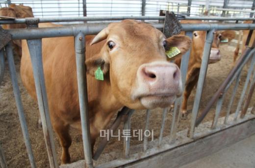 횡성한우목장의 거세우.