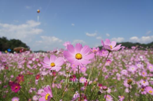 해발 850m의 청태산 중턱에 터를 잡은 청정 자연림 숲체원. 삼림욕장에 들어서면 맑은 공기, 새소리 탓에 오감이 바빠진다.