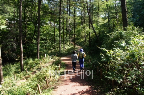 숲체원 산책로에는 완만한 경사의 목재 데크가 깔려있어 노약자도 쉽게 정상까지 오르내릴 수 있다.