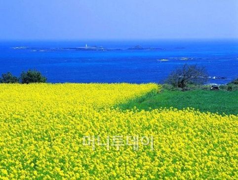 ↑세계 7대 자연경관으로 선정된 제주도.