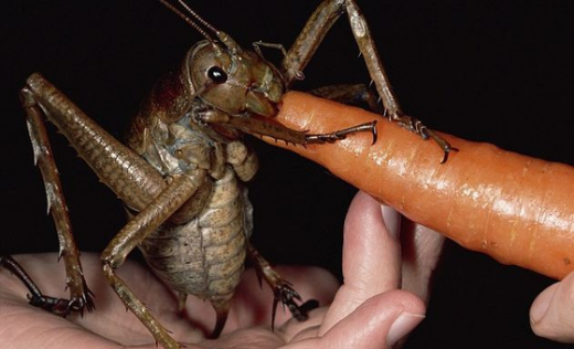 뉴질랜드에서 슈퍼곱등이 등장