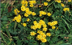 꽃잎차로 주로 사용되는 국화. News1