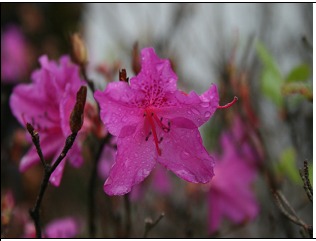 진달래와 유사하게 생긴 철쭉꽃. News1