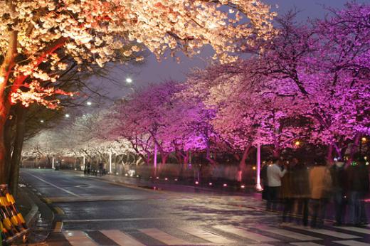 ↑진달래는 보기에는 예뻐도 촬영하기는 어려운 주제 중 하나다. 빛에 반사된 충남 논산의 진달래꽃. 순광에서 촬영했다면 너저분한 사진이 될 수 있지만, 꽃잎에 투영된 빛을 이용하면 새로운 느낌을 전달해준다.
