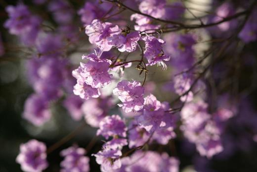 ↑남이섬 호수에 반사된 꽃몽오리를 역광을 이용해 담았다.