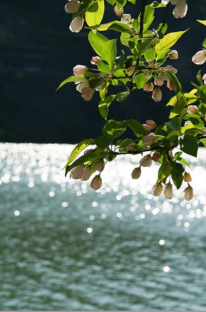 ↑때로는 비오는 날 꽃길 사진은 맑은 날 촬영했을 때보다 효과가 배가될때가 있다. 여의도 윤중로. 머니투데이 사진자료.