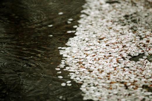 ↑여의도 윤중로 봄풍경. 머니투데이 사진자료.