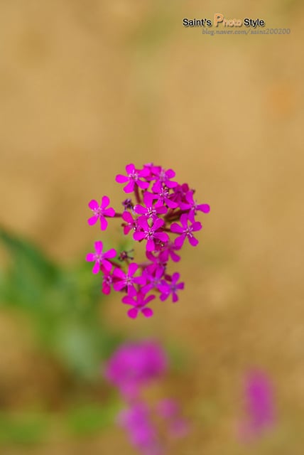 ↑양수리 두물머리 봄 소경. 호수에 투영된 개나리꽃 색상을 담아봤다.