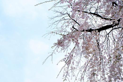 ↑오후 늦은 석양에 촬영한 남이섬 봄꽃 사진. 남이섬 호수에 반사된 빛을 담았다.