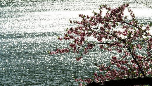 ↑예제1. 덕수궁에서 촬영한 벚꽃 사진. 자칫 모든 걸 담다보면 일반 스냅사진을 얻기 십상이다.