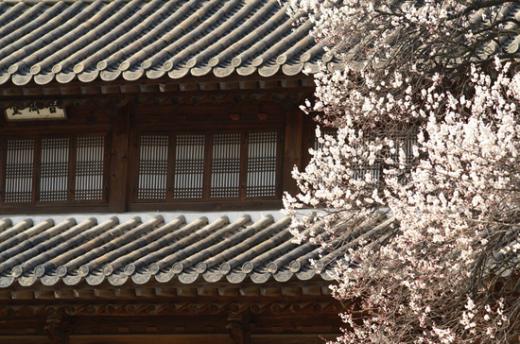 ↑보다 배경을 생략해 꽃송이를 부각시킨 사진. 밝고 화사한 꽃송이는 약간 어두운 색상을 배경으로 촬영할 때 더 돋보인다.