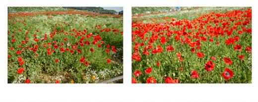 ↑성동구 응봉산 올레길. 멀리 한강을 뒷배경 구도로 개나리 꽃길을 담았다. 박현구님 作
