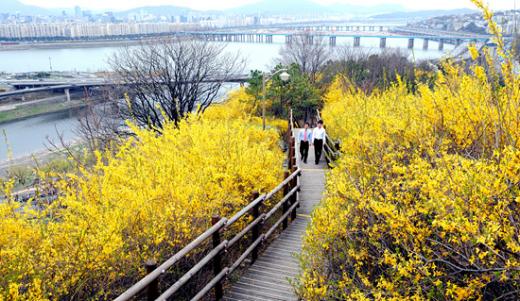 ↑여의도 윤중로 벚꽃 야경. ⓒ머니투데이 사진자료.