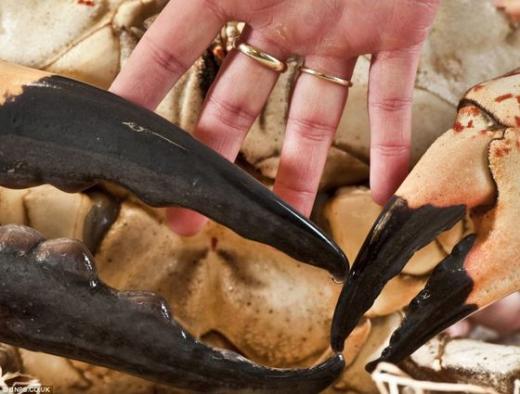 '클로드', 괴물게집게다리는사람의 손을 자를 정도로 강하다.  News1