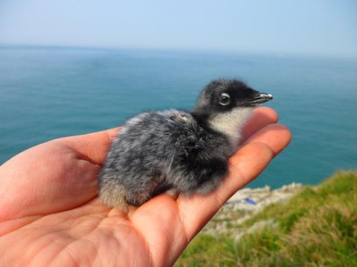 뿔쇠오리 새끼 News1