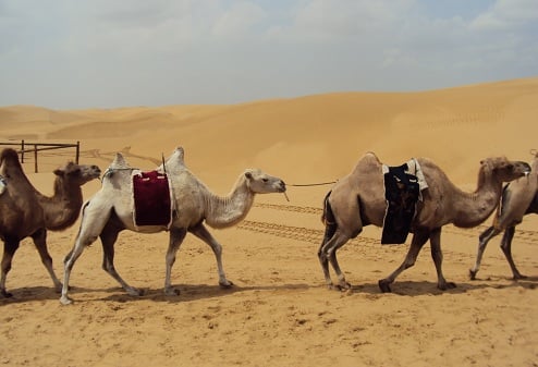 사막과 초원을 동시에 관광하는 이색 체험이 있는 중국 내몽고, 여름에도 최저 평균 16℃, 최고 평균 28℃를 넘지 않는 쾌적한 곳이기도 하다(사진제공=롯데관광)