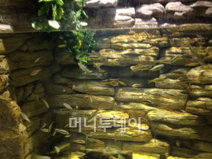 한화 아쿠아플라넷 제주 2층에 있는 아쿠아사파리는 한강은 물론 중국 양쯔강, 베트남 메콩강, 미국 미시시피강 등의 물속 생태계를 그대로 재현해 이채롭다.