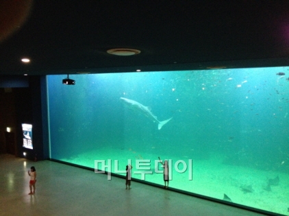 한화 아쿠아플라넷 제주의 지하1층 '제주의 바다' 전시관은 제주도의 해양생태를 볼 수 있는 어종들로 풍부하다. 고래상어는 바다로 돌려보냈지만 다양한 물고기들의 유영을 느긋하게 즐길 수 있어 여전히 매력적인 공간이다.