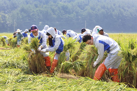 7일 삼성물산(부회장 정연주) 신입사원들이 태풍 피해를 입은 태안군 안면읍 정당4리를 찾아 쓰러진 벼를 세우는 작업을 하고 있다. ⓒ삼성물산 제공