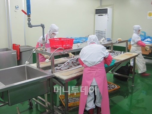 ↑ 향아수산 1층 공장 모습. 5단계 위생처리를 거쳐야 들어갈 수 있다. 직원들이 갈치 손질하기와 토막내기 작업을 하고 있다.ⓒ정진우 기자.