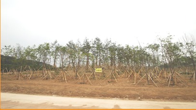 온대림 소나무로 구성된 '한반도숲'  국립생태원 제공