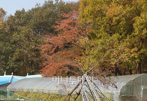 ↑전두환 전 대통령의 딸 전효선(50)씨가 소유중인 경기안양 관양동 일대 임야 모습. 임야 아래쪽으로 주택이 보인다.ⓒ송학주 기자