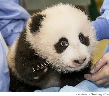 ▲ 이름: 샤오 리우(Xiao Liwu), 종류: 자이언트 판다, 장소: 샌디에이고 동물원 (ⓒTravel+Leisure 홈페이지 캡쳐)