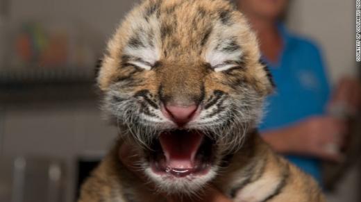 ▲ 이름: 미정, 종류: 시베리아 호랑이, 장소: 오하이오 콜럼버스 동물원 (ⓒCNN 홈페이지 Travel+Leisure 자료 캡쳐)