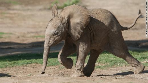 ▲ 이름: 키니사, 종류: 코끼리, 장소: 샌디에이고 동물원 사파리공원 (ⓒCNN 홈페이지 Travel+Leisure 자료 캡쳐)