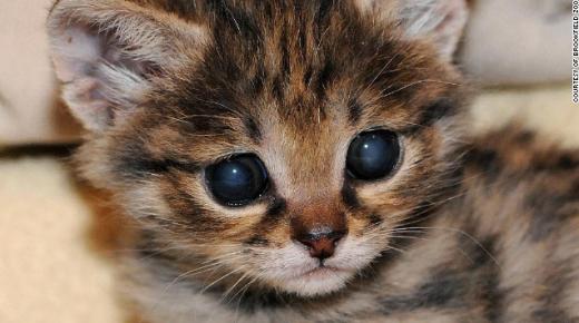 이름: 카루, 종류: 검은발 살쾡이, 장소: 일리노이주 브룩필드 동물원 (ⓒCNN 홈페이지 Travel+Leisure 자료 캡쳐 )