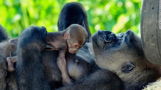 ▲ 이름: 아델리나, 종류: 서부저지대 고릴라, 장소: 아칸소 리틀 락 동물원 (ⓒCNN 홈페이지 Travel+Leisure 자료 캡쳐)