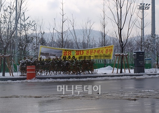 ↑세종시 금남면 용포리 일대 논 가운데 소나무가 식재돼 있다.ⓒ송학주 기자