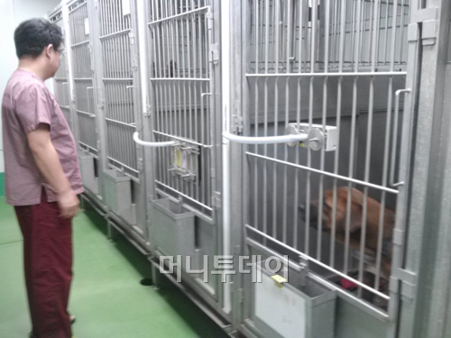 ↑강병철 서울대학교병원 임상시험센터 교수가 실험실 내 동물들을 살펴보고 있다.ⓒ이재윤 기자