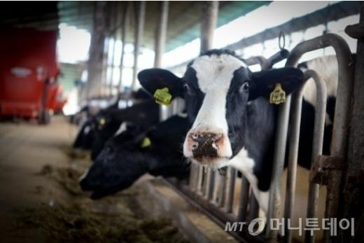 ↑충남대 동물자원연구센터의 정상훈 박사(왼쪽)와 제주유기농 차장(오른쪽). ⓒ문성실